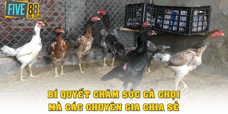 Bí quyết chăm sóc gà chọi mà các chuyên gia chia sẻ
