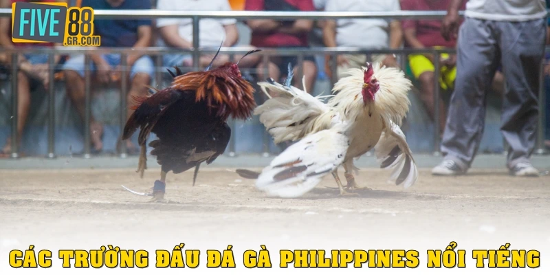 Các trường đấu đá gà Philippines nổi tiếng