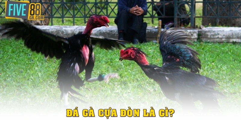 Đá gà cựa đòn là gì?