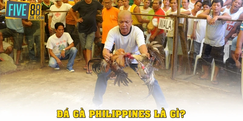Đá gà Philippines là gì?